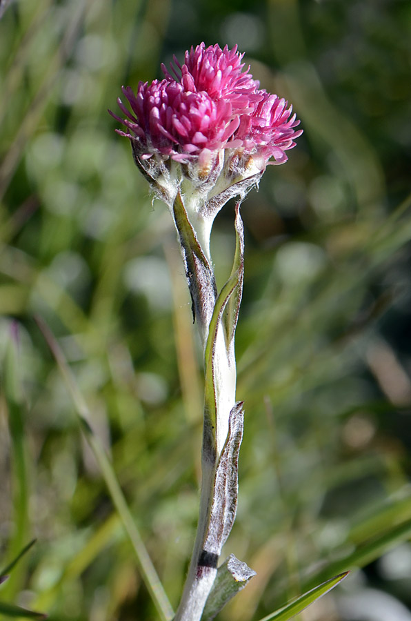 Antennaria dioica